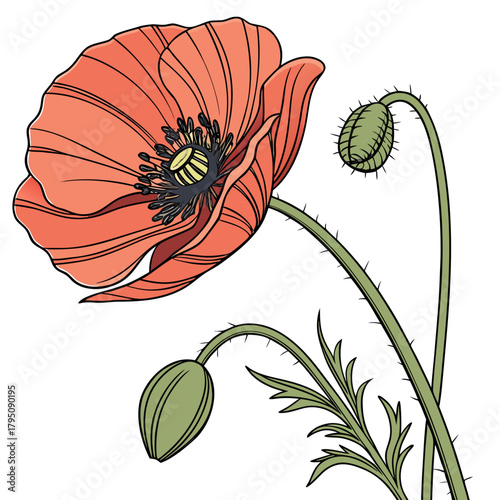 Vibrant illustration of a red poppy flower with buds and leaves, , capturing its bright color and intricate details in a minimalist style