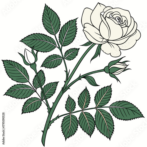 Elegant illustration of a white rose branch with buds and leaves, , capturing the essence of floral beauty and botanical artistry