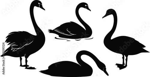 Elegant swan silhouettes in timeless design, perfect for branding projects, invitations, and nature-themed designs offering graceful simplicity