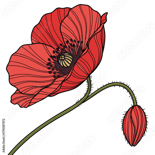 A vibrant red poppy flower with delicate black lines and a drooping bud on a white background
