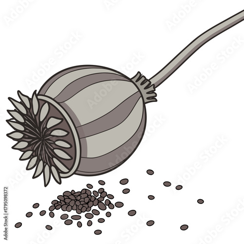 Illustration of a dried poppy seed pod tilted and spilling its dark seeds onto a white background