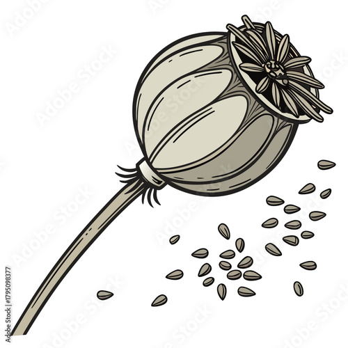 Illustration of a dried poppy seed pod with scattered seeds on a white background symbolizing nature and growth