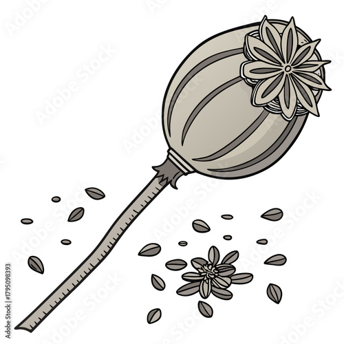 Illustration of a dried poppy seed pod with scattered seeds and a flower on a white background