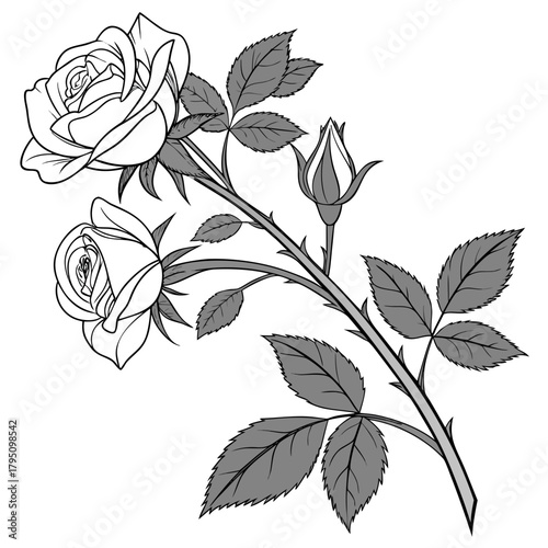Delicate line art illustration of two blooming roses and one bud on a thorny stem with leaves