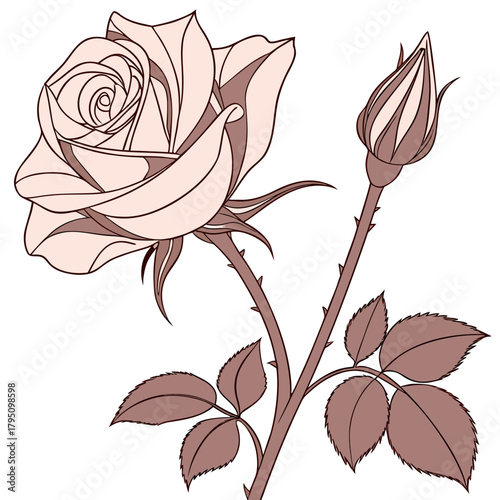 Elegant illustration of a blooming pink rose with a tightly closed bud and green leaves on a white background