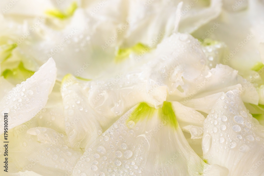 Obraz premium 水滴のついたリシアンサスの花びらのアップ撮影10