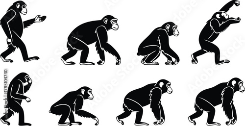 Chimpanzee evolution sequence graphic, a study of primate locomotion and adaptation, an iconic symbol of natural history and scientific inquiry