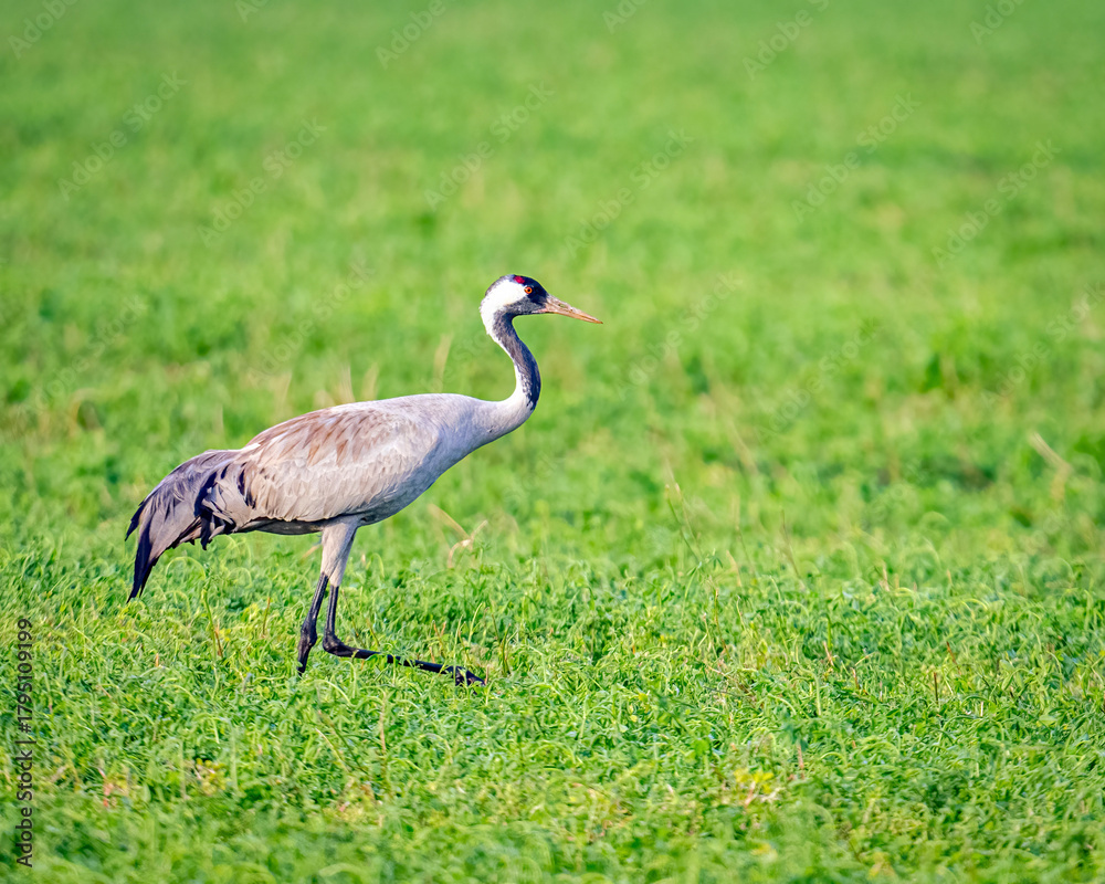 Fototapeta premium Common crane