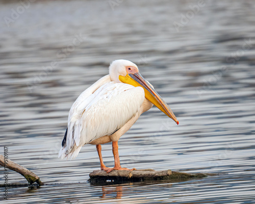 Great White pelican