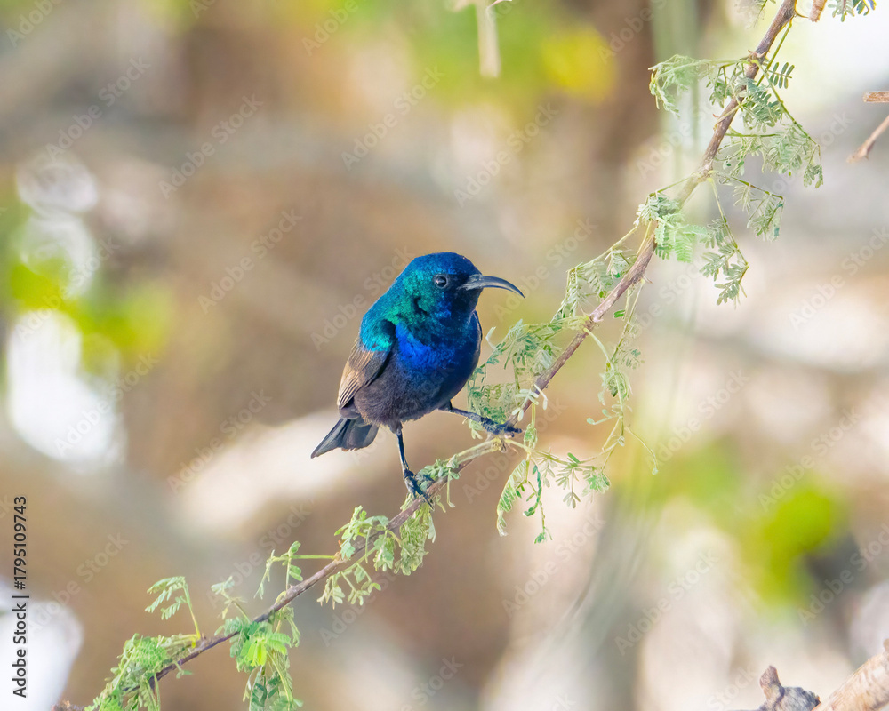 Naklejka premium Palestine sunbird