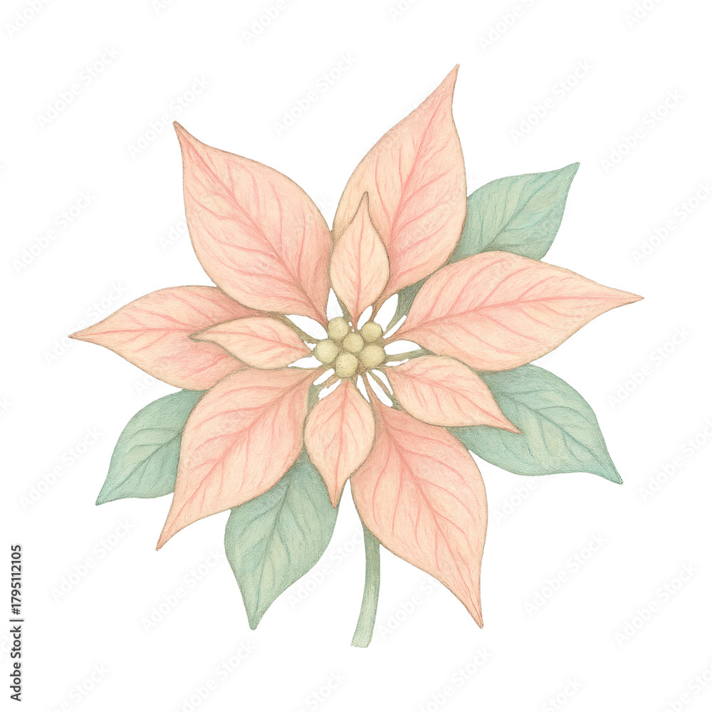 Fototapeta premium PNG Delicate pastel poinsettia illustration