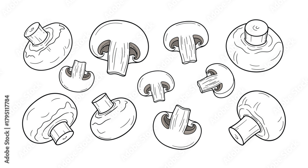 Fototapeta premium A hand-drawn illustration depicting various views of button mushrooms, including whole specimens and cross-sections, showcasing their gills and stems.