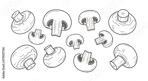 A hand-drawn illustration depicting various views of button mushrooms, including whole specimens and cross-sections, showcasing their gills and stems.