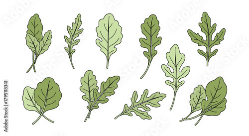 A collection of various green leafy vegetables and herbs, including spinach, arugula, and oakleaf lettuce, arranged in a botanical illustration style.