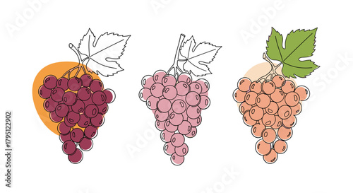 A colorful illustration depicts three bunches of grapes in varying shades of red, pink, and golden yellow, each with a single leaf attached.