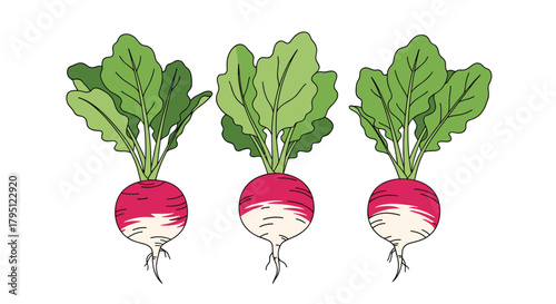 A vibrant illustration of three fresh radishes with green leaves against a clean white background, showcasing their round shape and red and white coloring.