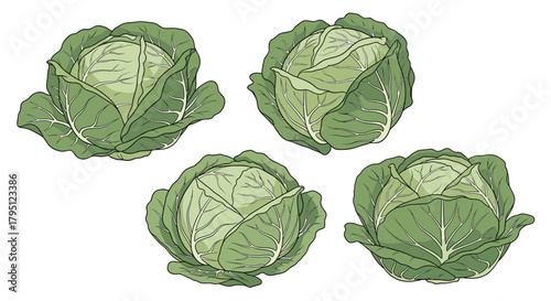 A collection of four vibrant green cabbages arranged on a white background, showcasing their layered leaves and round forms, perfect for culinary or agricultural illustrations.