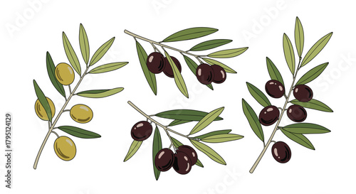 A botanical illustration showcasing olive branches with varying stages of ripeness, from green to deep purple, against a clean white background.