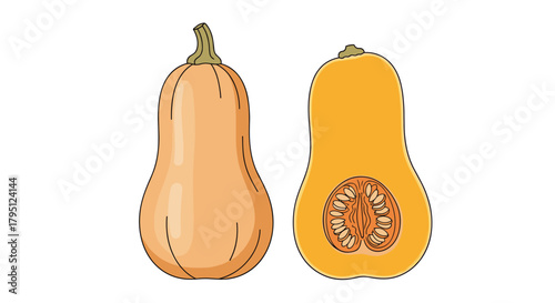 Illustration of a butternut squash, shown whole and cut in half to reveal the seeds inside, on a white background.