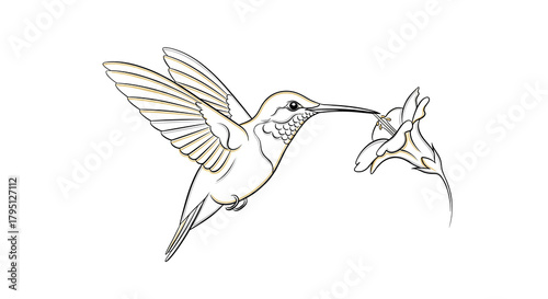 line drawing of hummingbird drinking from a flower for nature blogs, educational coloring pages, and tropical environment documentation