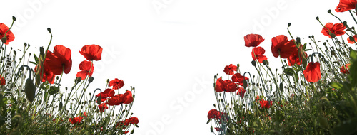 isolated poppy flowers Anzac background. Poppy, Remembrance memorial Day poster. banner. copy space