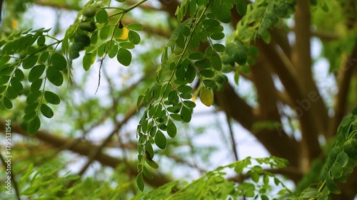 Close-up video of moringa (Moringa oleifera) leaves from tip to branch, showing detailed texture and structure. Known for its health benefits and medicinal properties. 