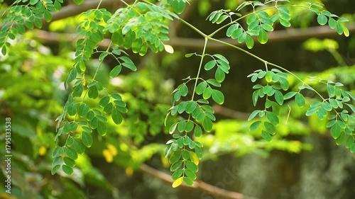 Close-up video of moringa (Moringa oleifera) leaves from tip to branch, showing detailed texture and structure. Known for its health benefits and medicinal properties. 