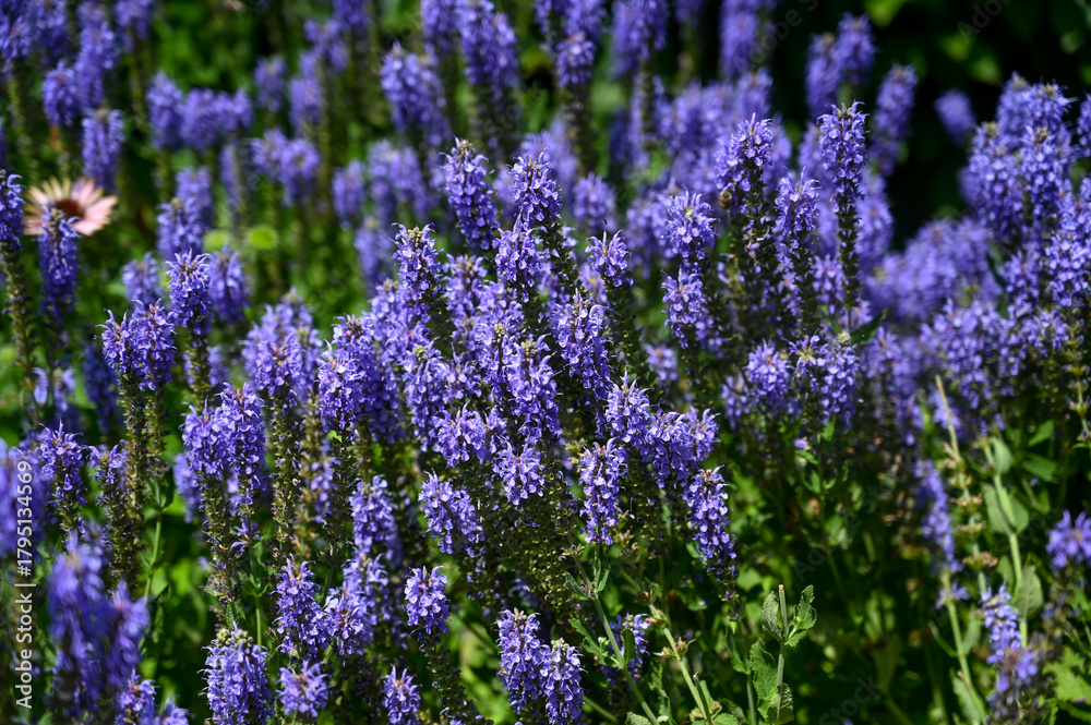 Fototapeta premium Purple flowers bloom in the meadow in spring. Salvia nemorosa