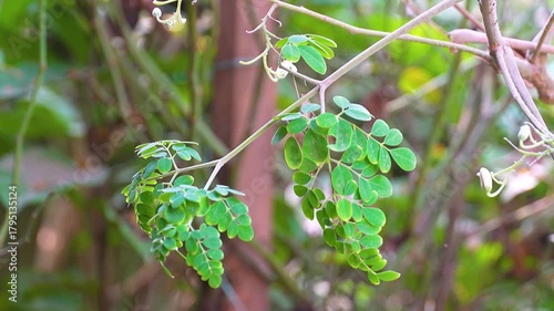 Close-up video of moringa (Moringa oleifera) leaves from tip to branch, showing detailed texture and structure. Known for its health benefits and medicinal properties. 