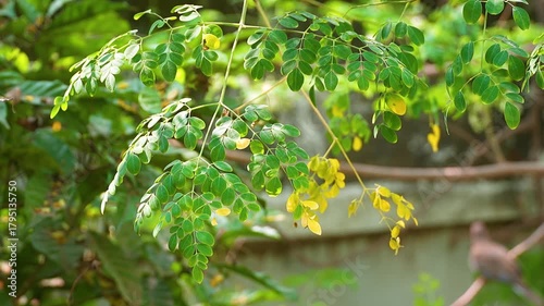 Close-up video of moringa (Moringa oleifera) leaves from tip to branch, showing detailed texture and structure. Known for its health benefits and medicinal properties. 