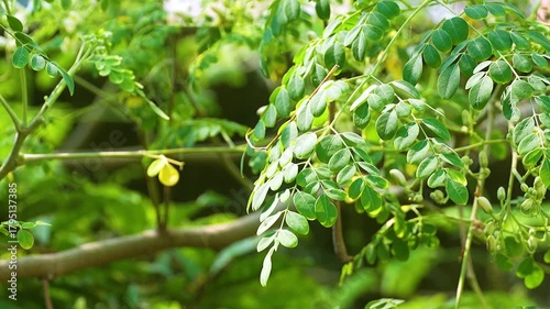 Close-up video of moringa (Moringa oleifera) leaves from tip to branch, showing detailed texture and structure. Known for its health benefits and medicinal properties. 