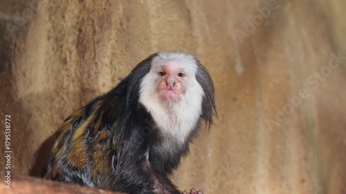 White headed marmoset with a dark body and white fur around its face