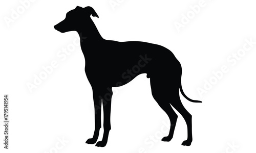 Elegant black silhouette of a greyhound dog