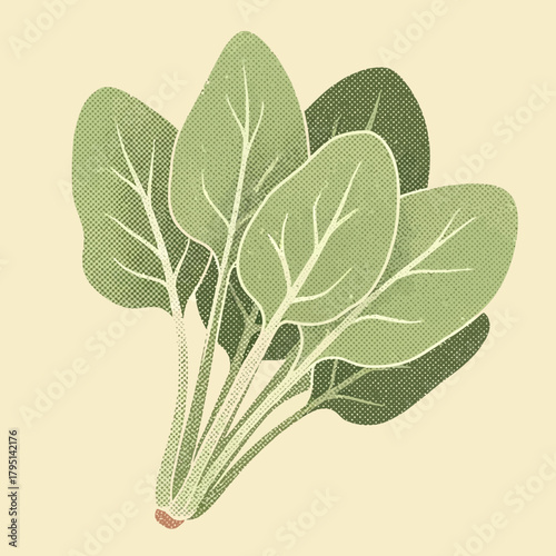 Stylized spinach bunch illustration showcasing fresh organic food concept