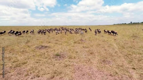 Panorama of the Masai Mara Game Reserve with running wildebeest.