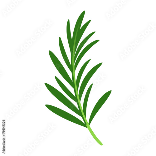Fresh green aromatic rosemary sprig vector illustration for healthy cooking