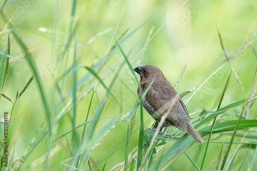Foto The pigeon lives naturally in Thailand.