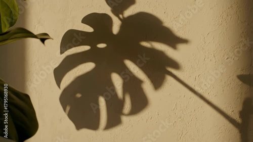 The Gentle Dance of a Monstera Leaf Shadow on a Sunlit Wall at Golden Hour.