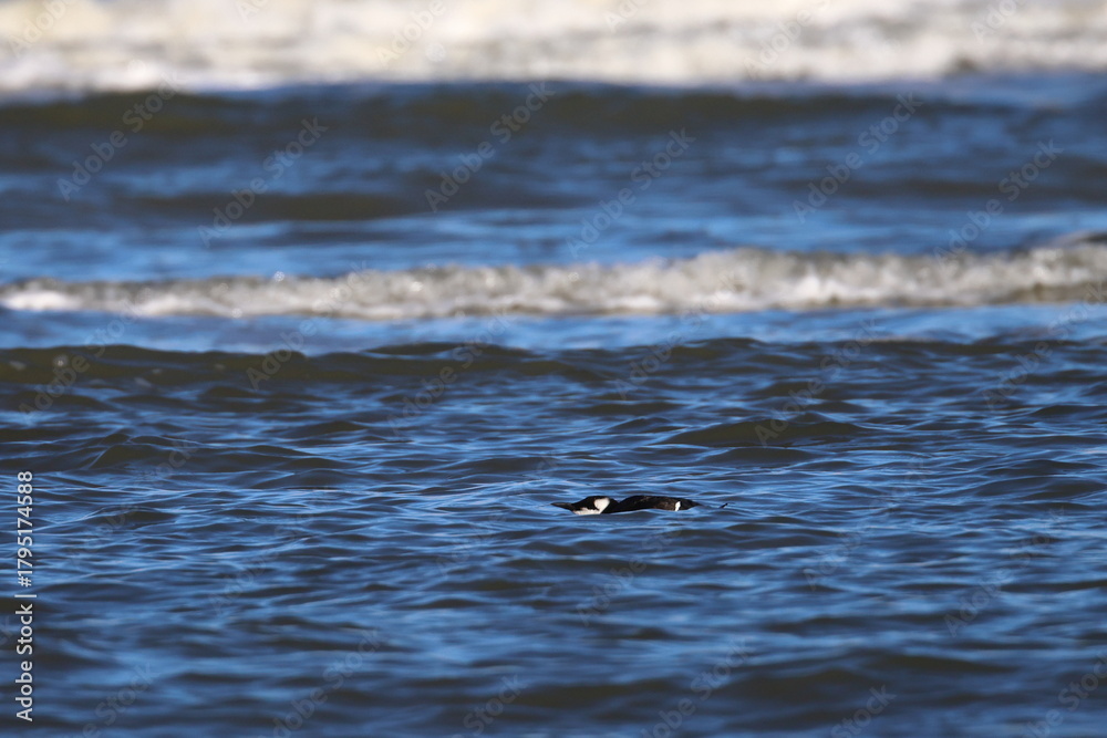 Fototapeta premium murre