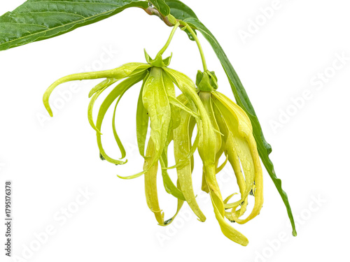 fresh green beans, Cananga odorata (Lam.) Hook. f. & Th. var. fruticosum (Craib) J. Sinclair., Ka-dung-nga-song-kla, Dwarf Ylang-Ylang, Flowers, leaves, blooming flowers, yellow, green, png