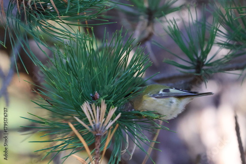 goldcrest