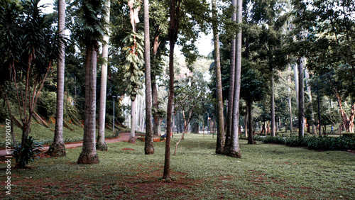 View of the grass area and palm tree trunks with swollen bases in Langsat Park, Jakarta, Indonesia