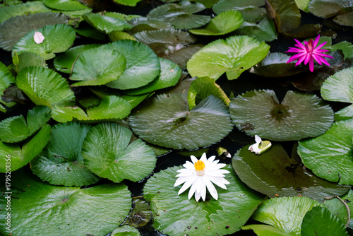 Fototapeta Vibrant pink water lily (Nymphaea pubescens) flower blooming in a tranquil pond among green lily pads, capturing the beauty of nature and tropical flora