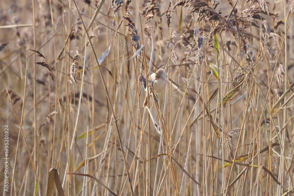 Fototapeta premium bearded reedling