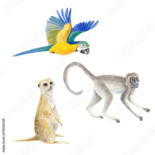 Watercolor Savannah Elements Clipart Set - Monkey, Meerkat, Parrot. African Wildlife Boho Fabric. Jungle Animal Print