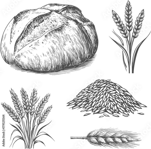 Set illustrations of sourdough bread and wheat isolated on transparent background. Vector graphics