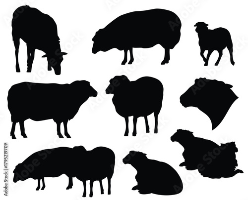 lying, grazing and standing sheep herd - farm animal pasture scene black and white vector silhouette outline set