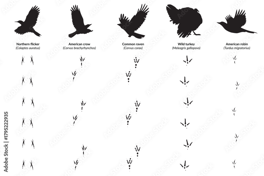 Obraz premium American Bird Species, Silhouettes with Corresponding Footprints