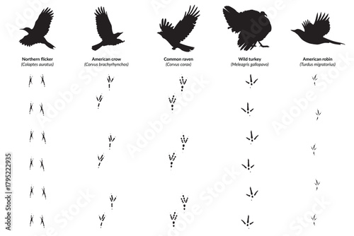 American Bird Species, Silhouettes with Corresponding Footprints