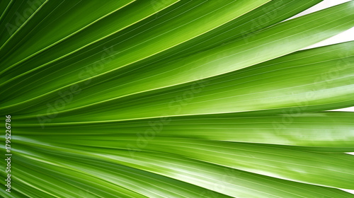 Green palm leaf shows parallel lines, offers nature texture for backgrounds, branding, posters.